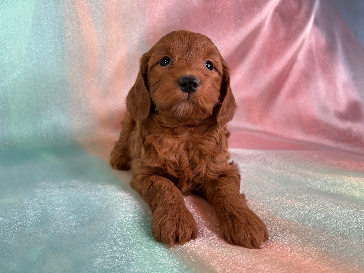 Dark Red Male Miniature Goldendoodle Puppy for Sale DOB 11-1-2025 $1200